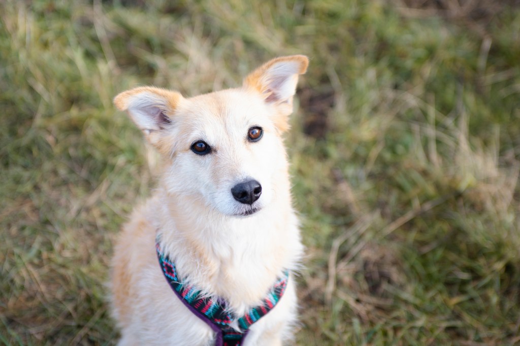 Ein Hund sitzt auf einer Wiese, die etwas unscharf dargestellt ist. Er schaut nach oben in die Kamera und hat aufgestellte, leicht geknickte Ohren. Das Fell ist hellbraun (blond/beige) und an manchen Stellen schon fast weiß.