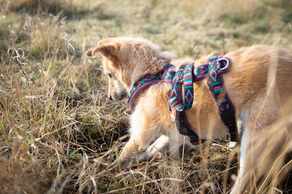 Auf einem relativ trockenen Feld buddelt ein Hund aufmerksam ein Loch.